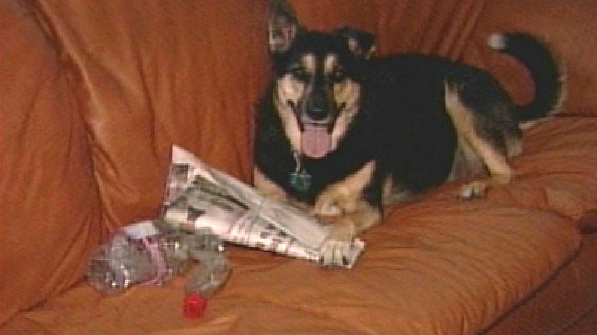 Florida Dog is Into Recycling