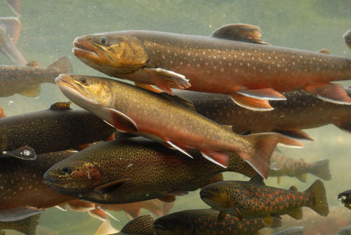 Fish & Wildlife: Pipeline study must address fish