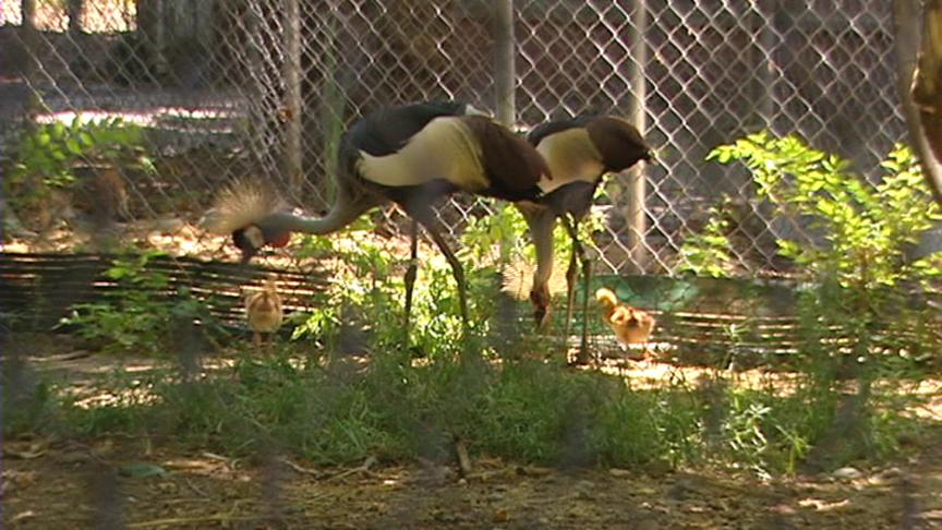 Council Approves $500,000 for Aviary