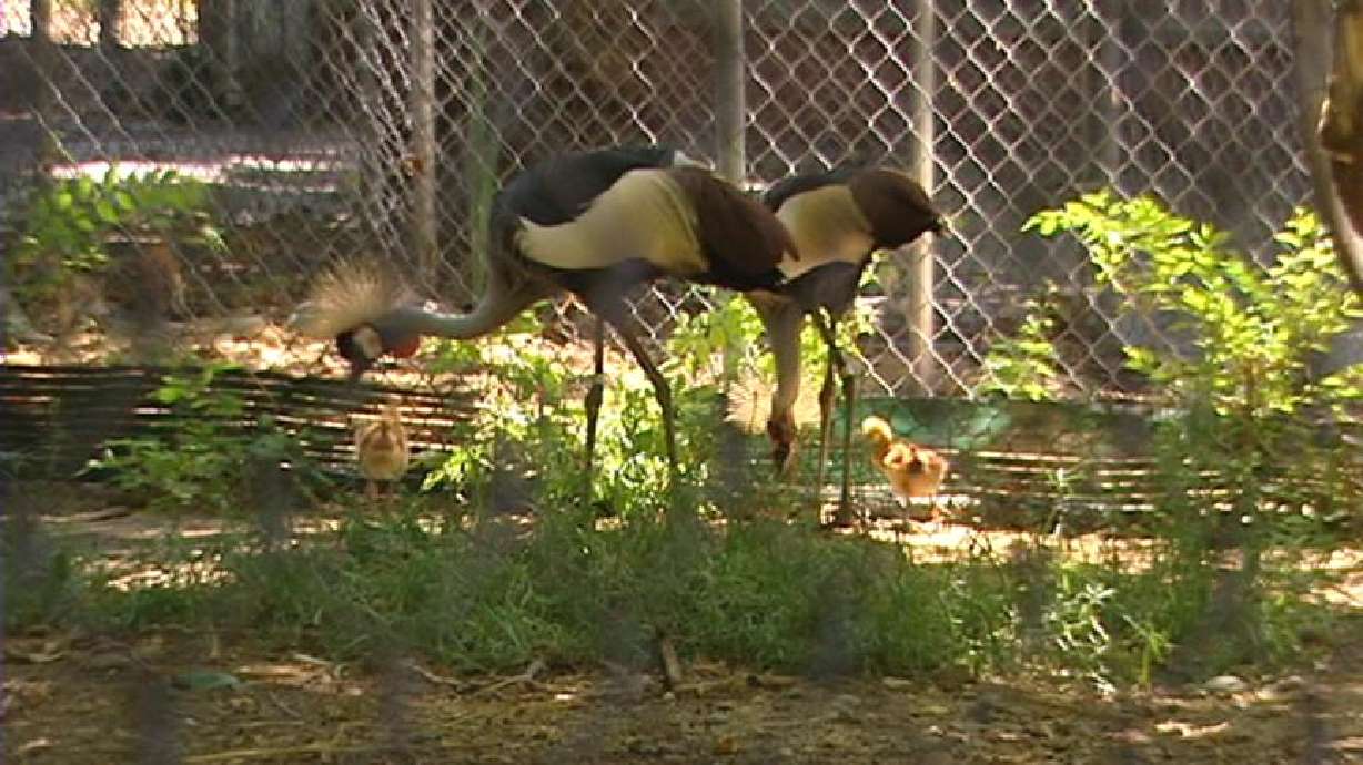 Council Approves $500,000 for Aviary