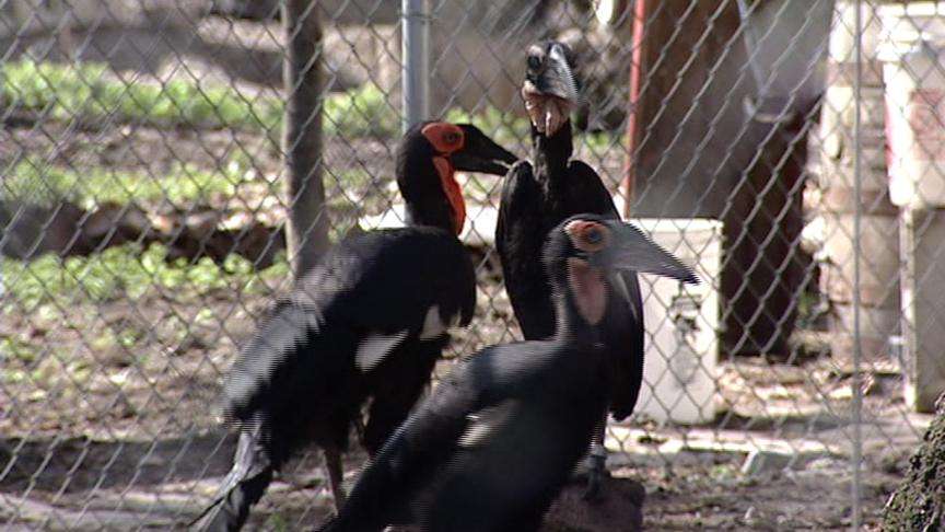 Council Approves $500,000 for Aviary