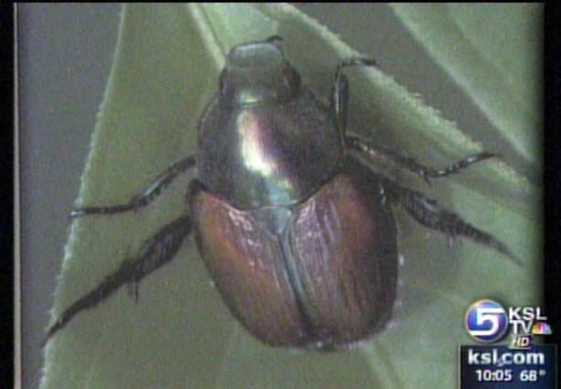 Spraying for Beetles to Begin Friday