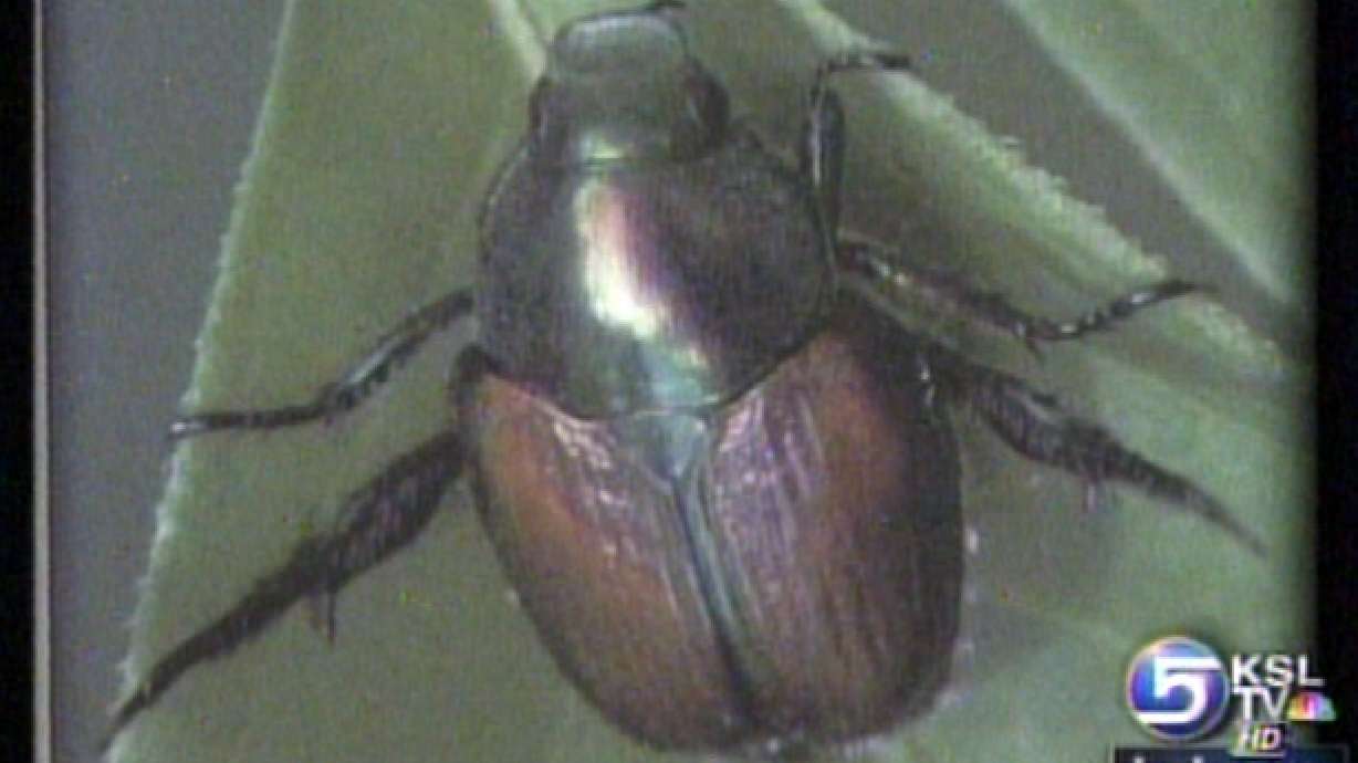 Spraying for Beetles to Begin Friday