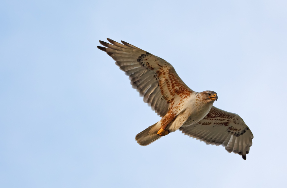 Utah town no longer hawk monitor