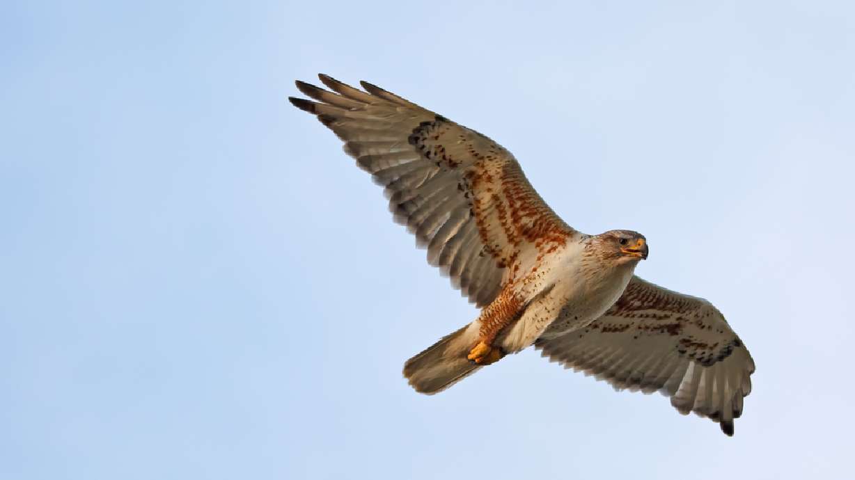 Rehabilitated raptor released