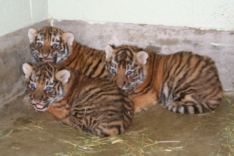 Utah's Hogle Zoo debuts 3 male Amur tiger cubs