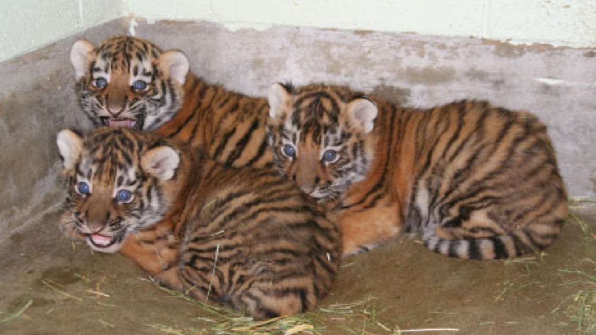 Utah's Hogle Zoo debuts 3 male Amur tiger cubs