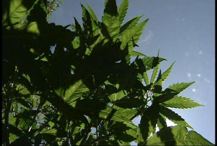Another marijuana farm found in Tooele County