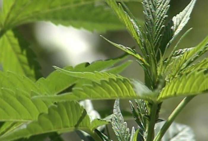 Another marijuana farm found in Tooele County