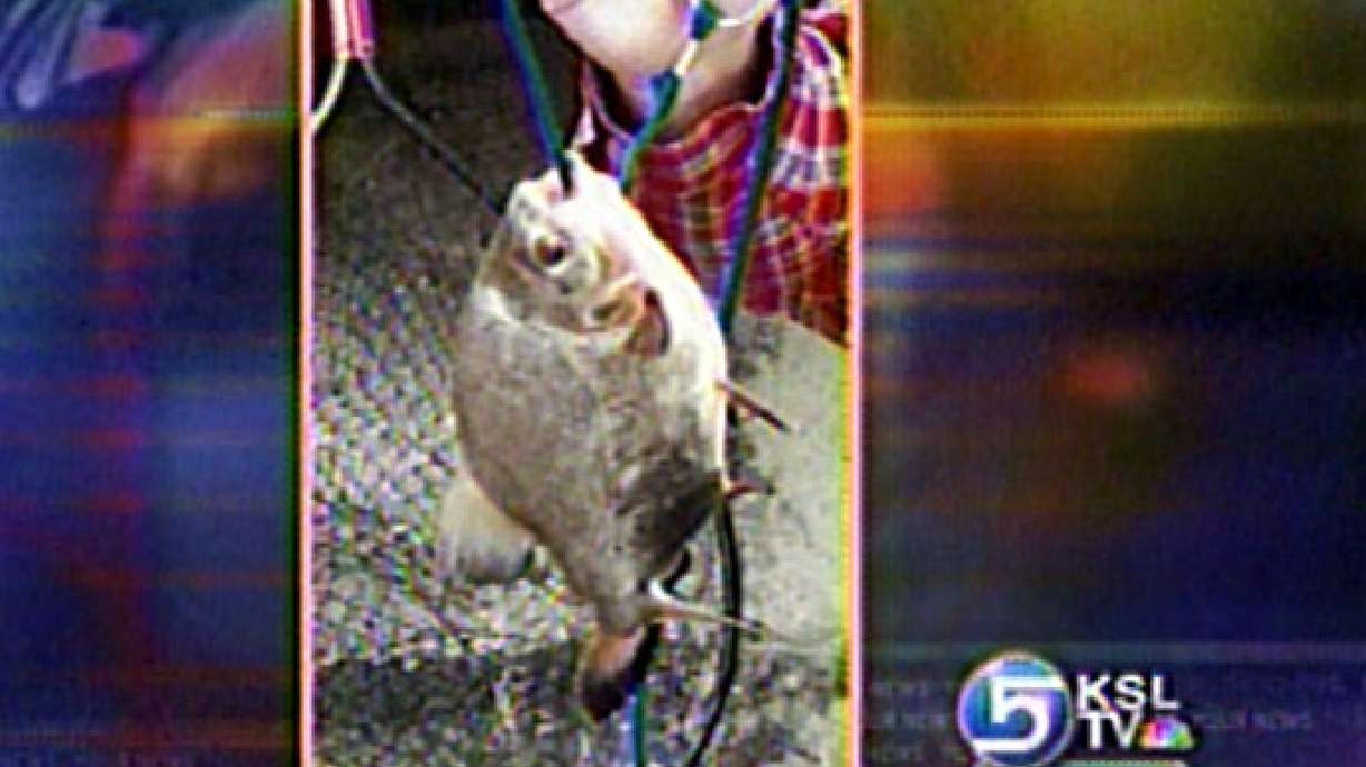 Possible Piranha Hooked in Utah Lake