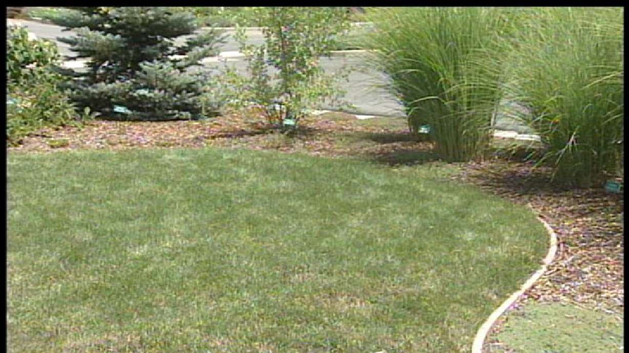 Keeping Lawns Green in the Hot Weather