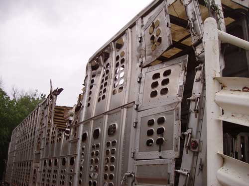 Truck Hauling Cattle Crashes on Interstate 80