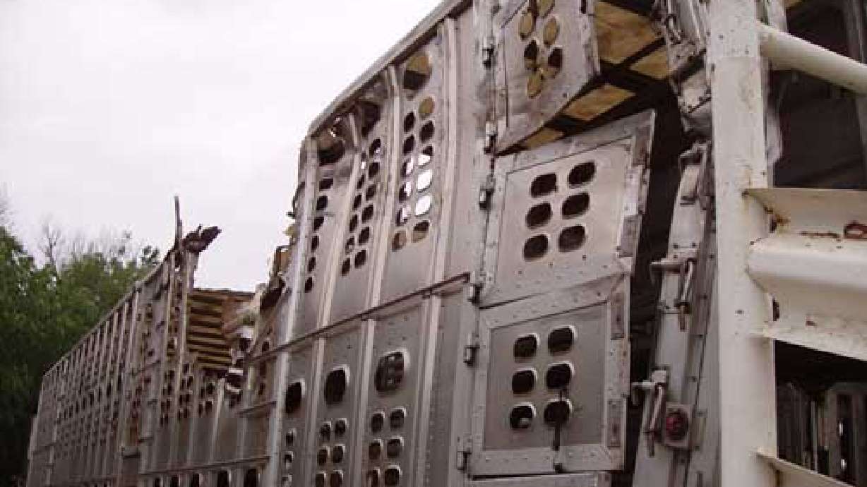Truck Hauling Cattle Crashes on Interstate 80
