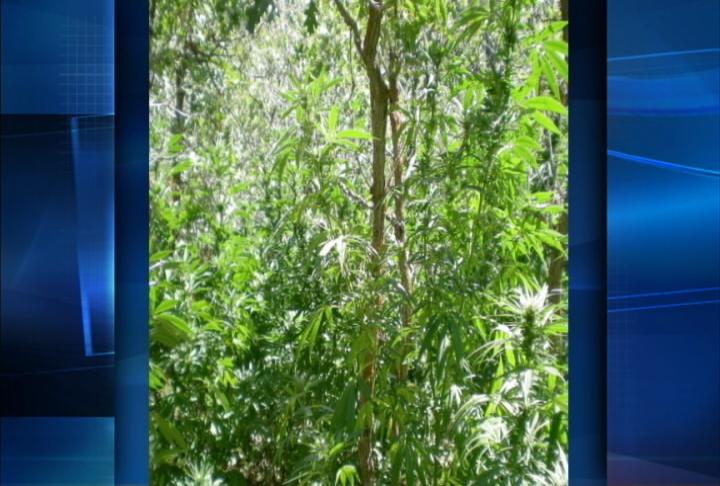 Discovering a marijuana growth could earn tipsters money