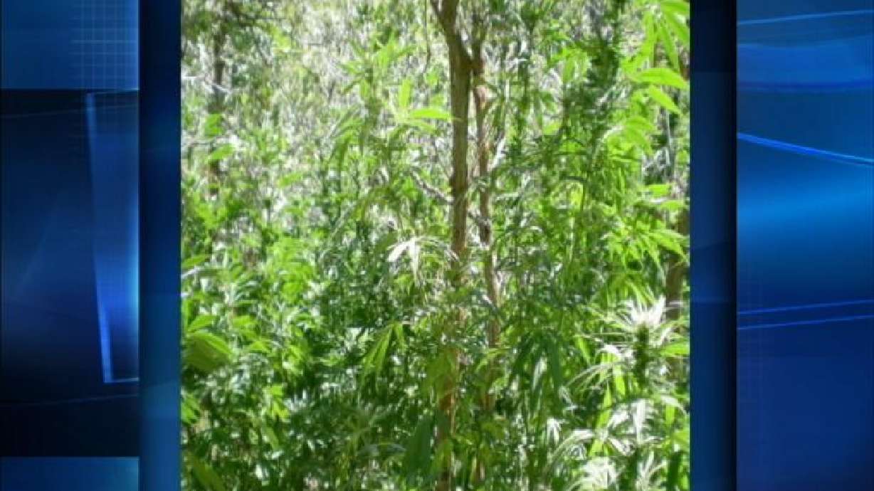 Discovering a marijuana growth could earn tipsters money