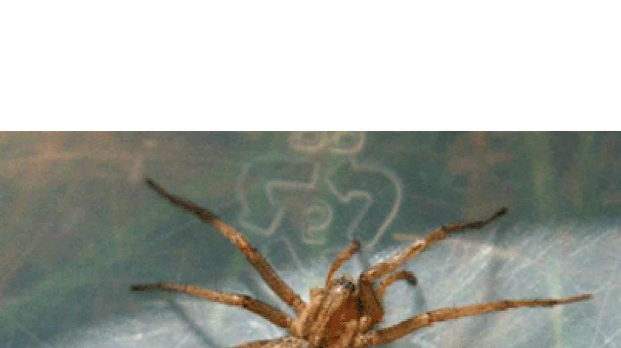 Summit County seeing big numbers of hobo spiders