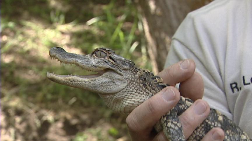 Kids at Camp Wapiti Get Up Close to Wildlife