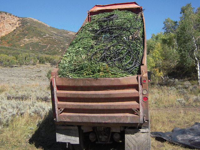 Utah authorities seize marijuana plants
