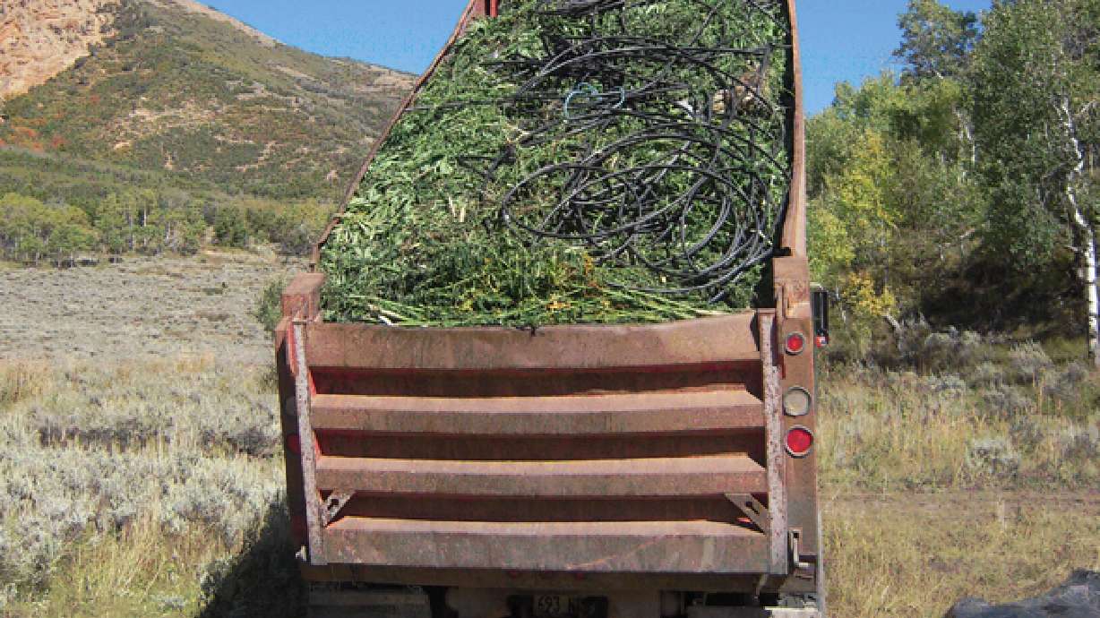 Utah authorities seize marijuana plants