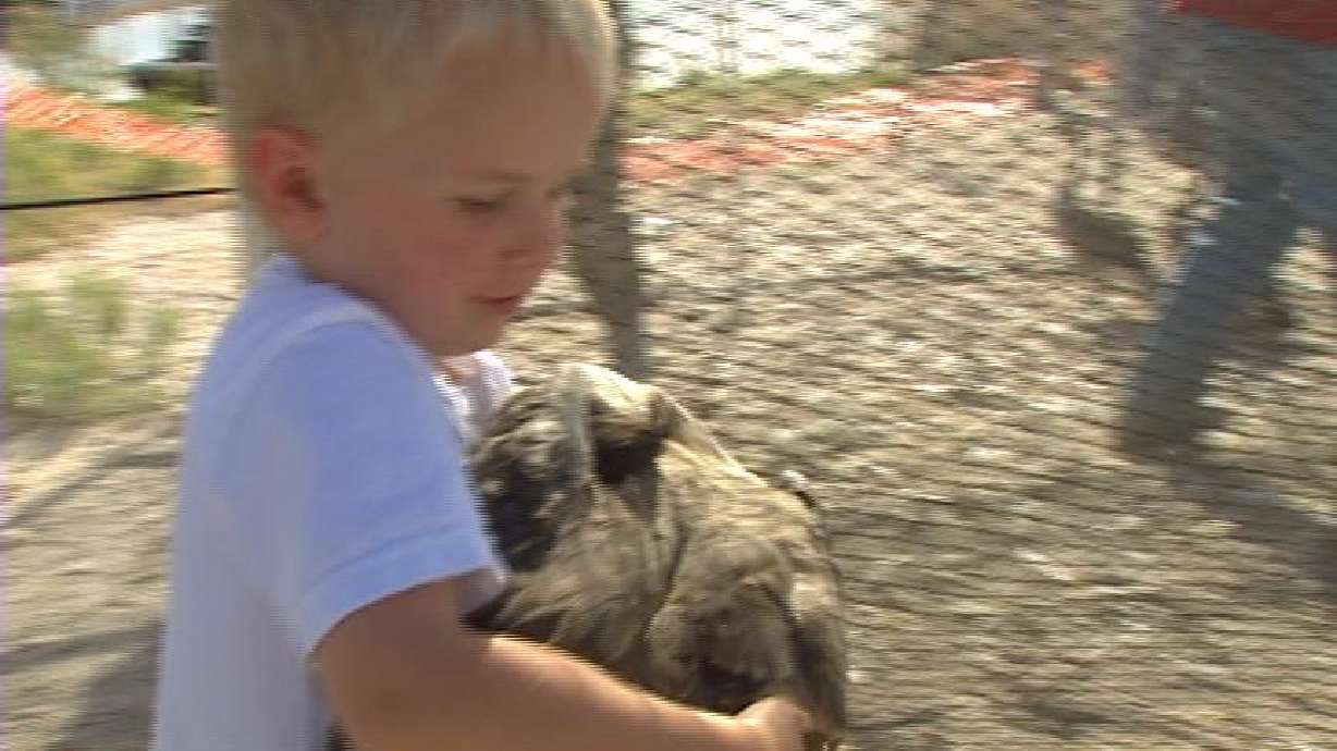 Wild Goose Chase with a Purpose