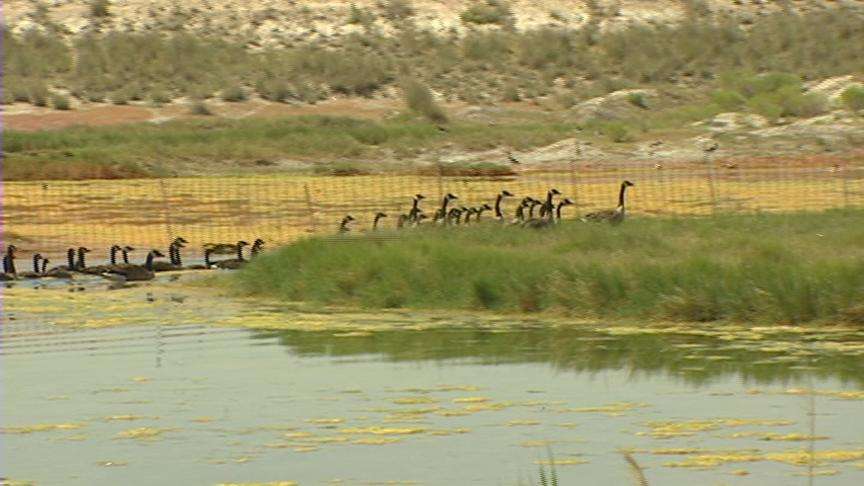 Wild Goose Chase with a Purpose