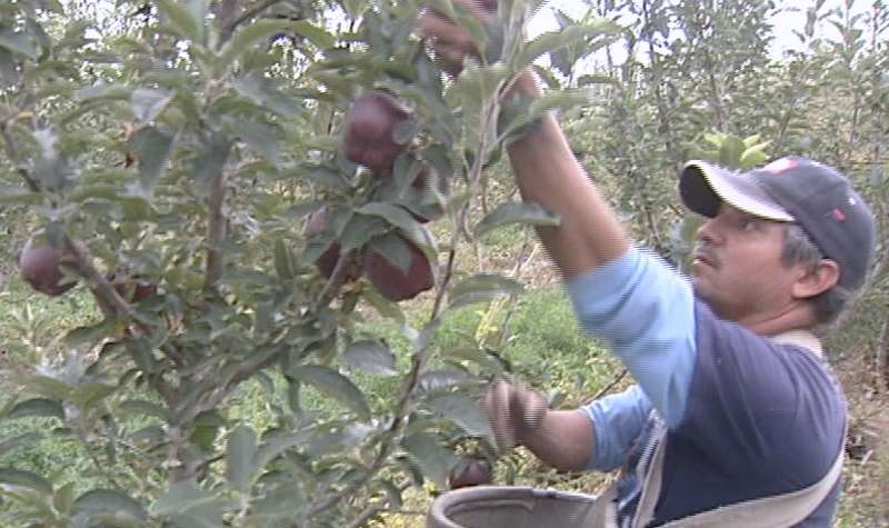 Farmers rush harvesting ahead of storm