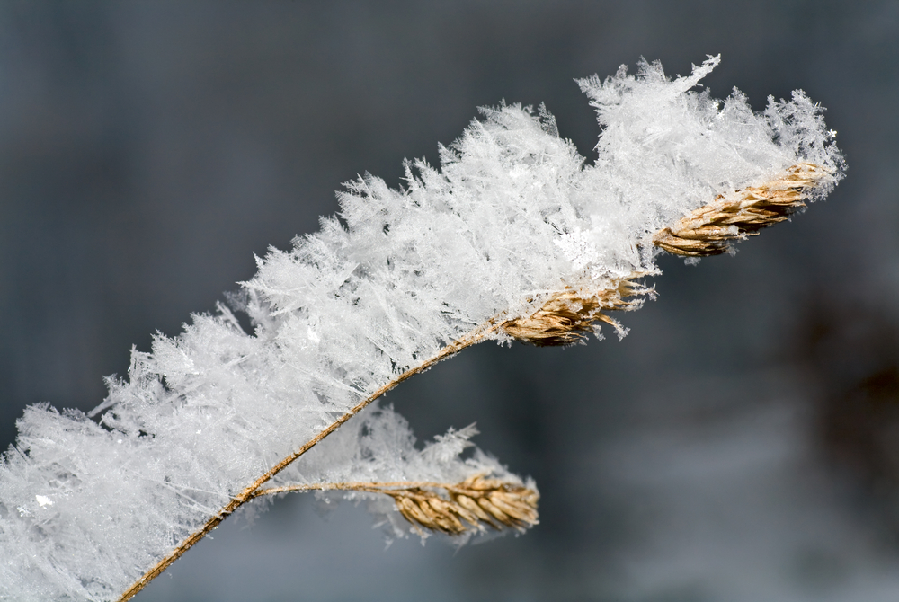 Weather taking its toll on the birds