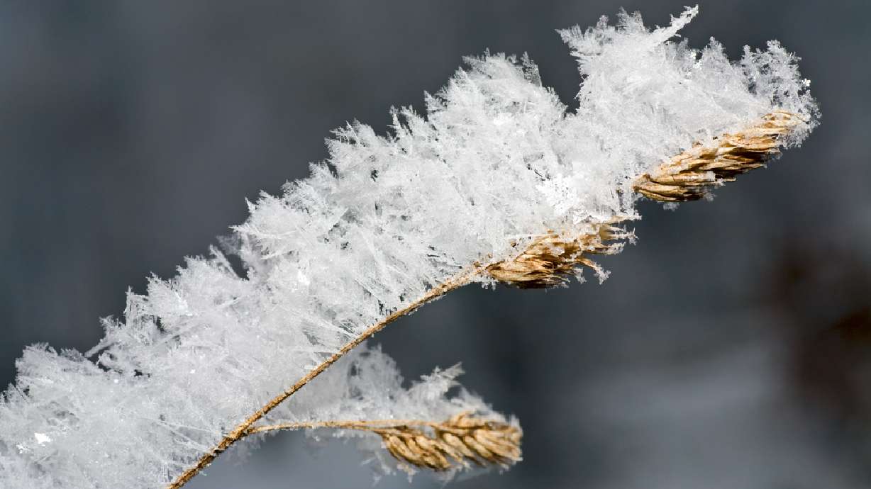 Salt Lake Valley expected to see more frosty mornings