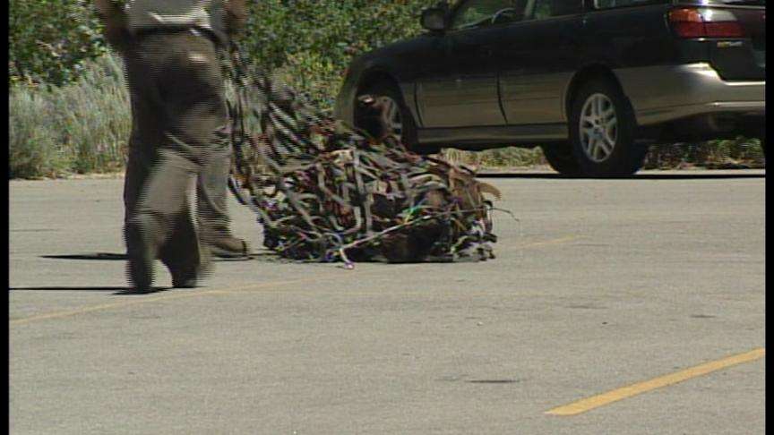 Boy Killed by Bear in American Fork Canyon