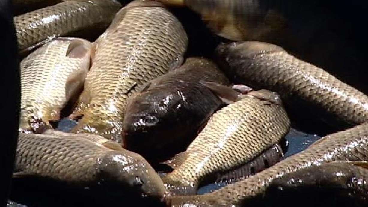Carp catch in Utah could reach 6 million pounds
