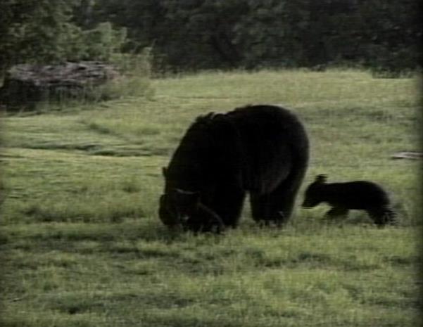 Hundreds of Bears Live in the Wasatch Mountains