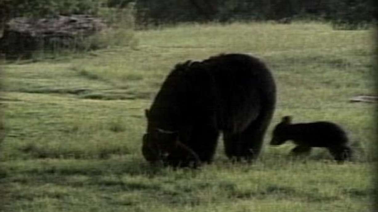 Hundreds of Bears Live in the Wasatch Mountains