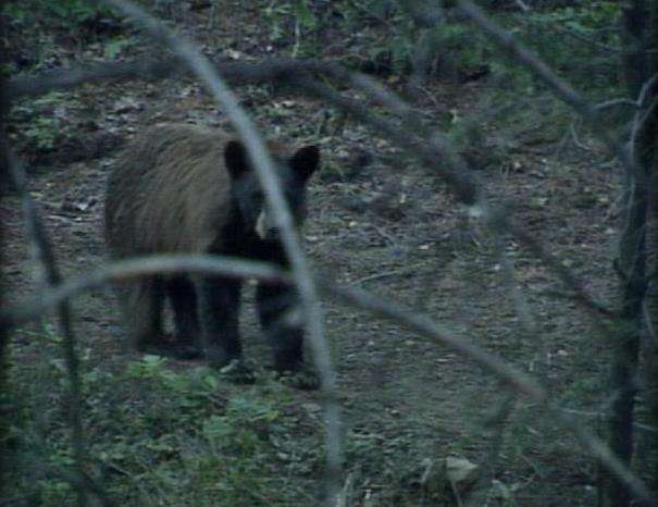 Hundreds of Bears Live in the Wasatch Mountains