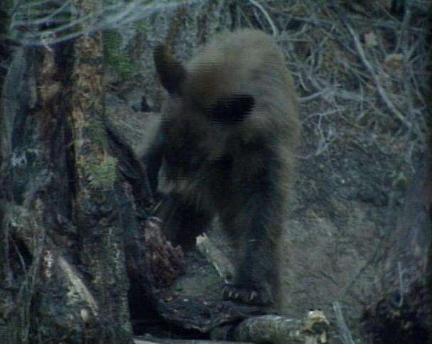Hundreds of Bears Live in the Wasatch Mountains