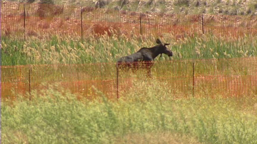 Moose Wandered into a North Salt Lake Neighborhood