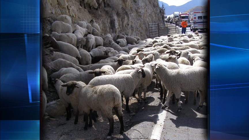 200 sheep die in highway accident near Heber City
