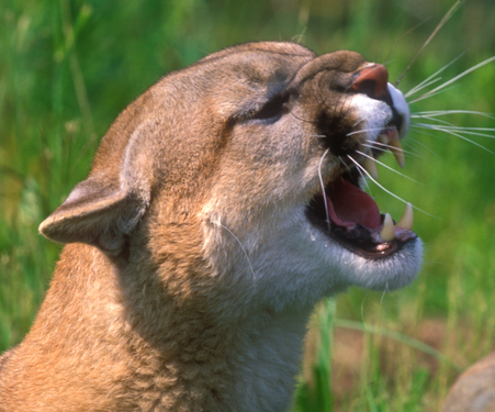 Trail runner comes eye to eye with cougar above Bountiful | KSL.com