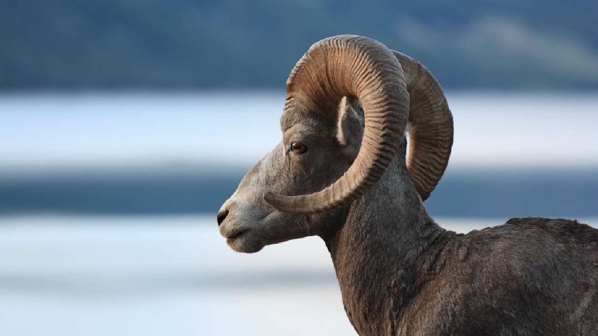 Bighorn sheep could be taken to other states