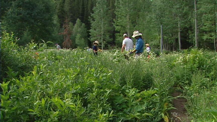 Volunteers Needed for Canyon "Weed Pulls"