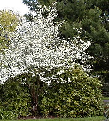 Help Yourself By Planting Disease Resistant Plants