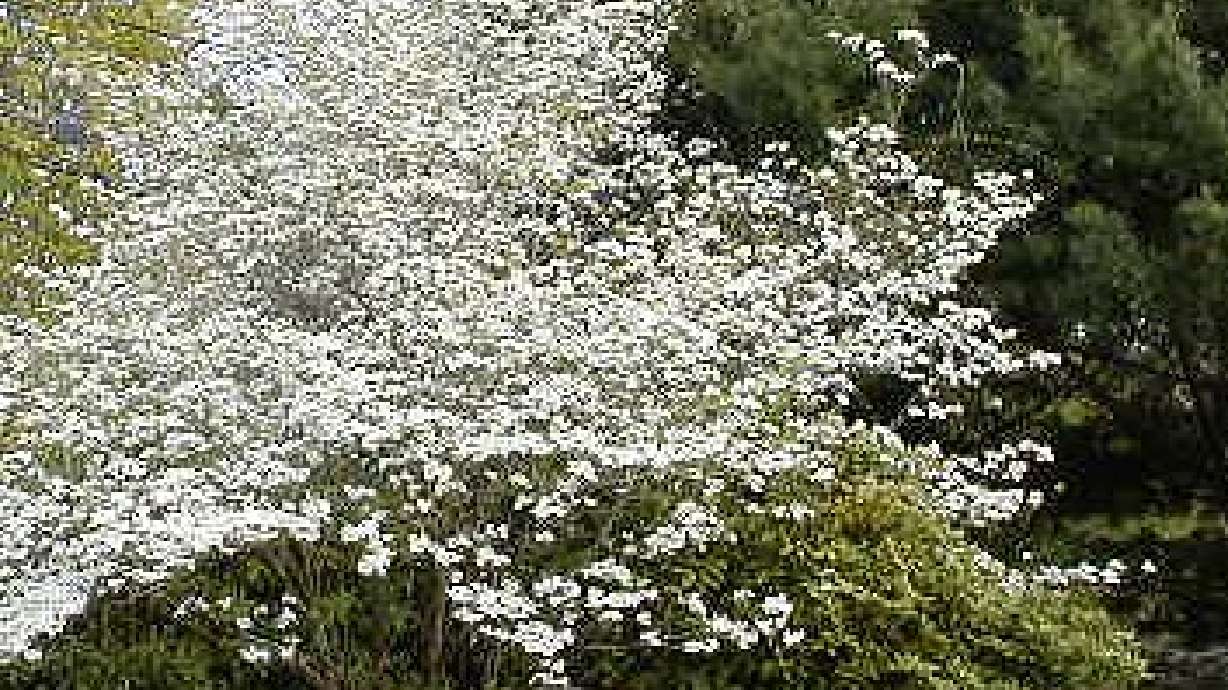 Help Yourself By Planting Disease Resistant Plants