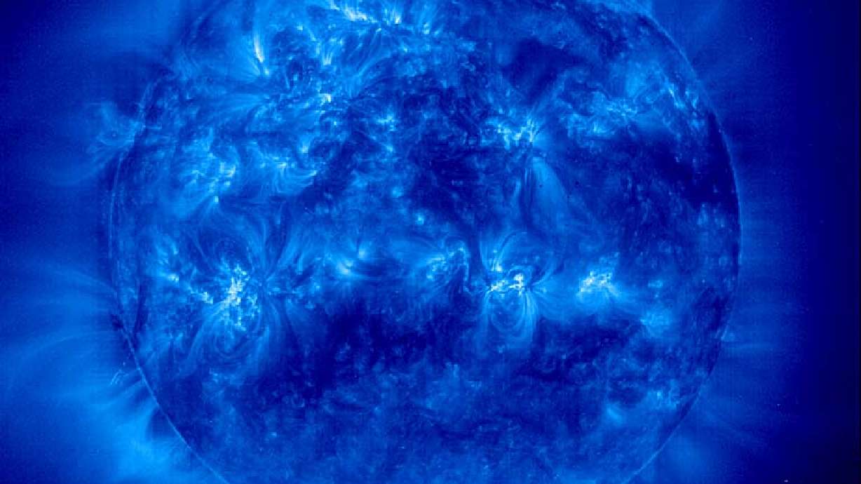 Plants and Trees Are Suffering From The Heat