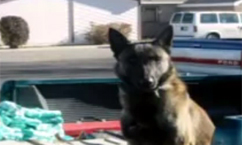 K-9 Left in Car, Dies From The Heat