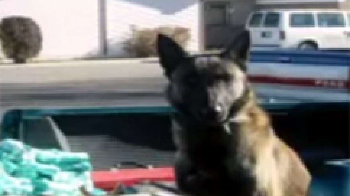 K-9 Left in Car, Dies From The Heat