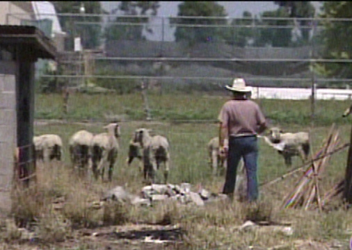 Bear Attacks Destroyed Family Sheepherding Business