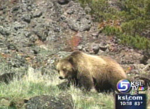 Utah Nurse Recently Found Herself On Scene of Grizzly Attack