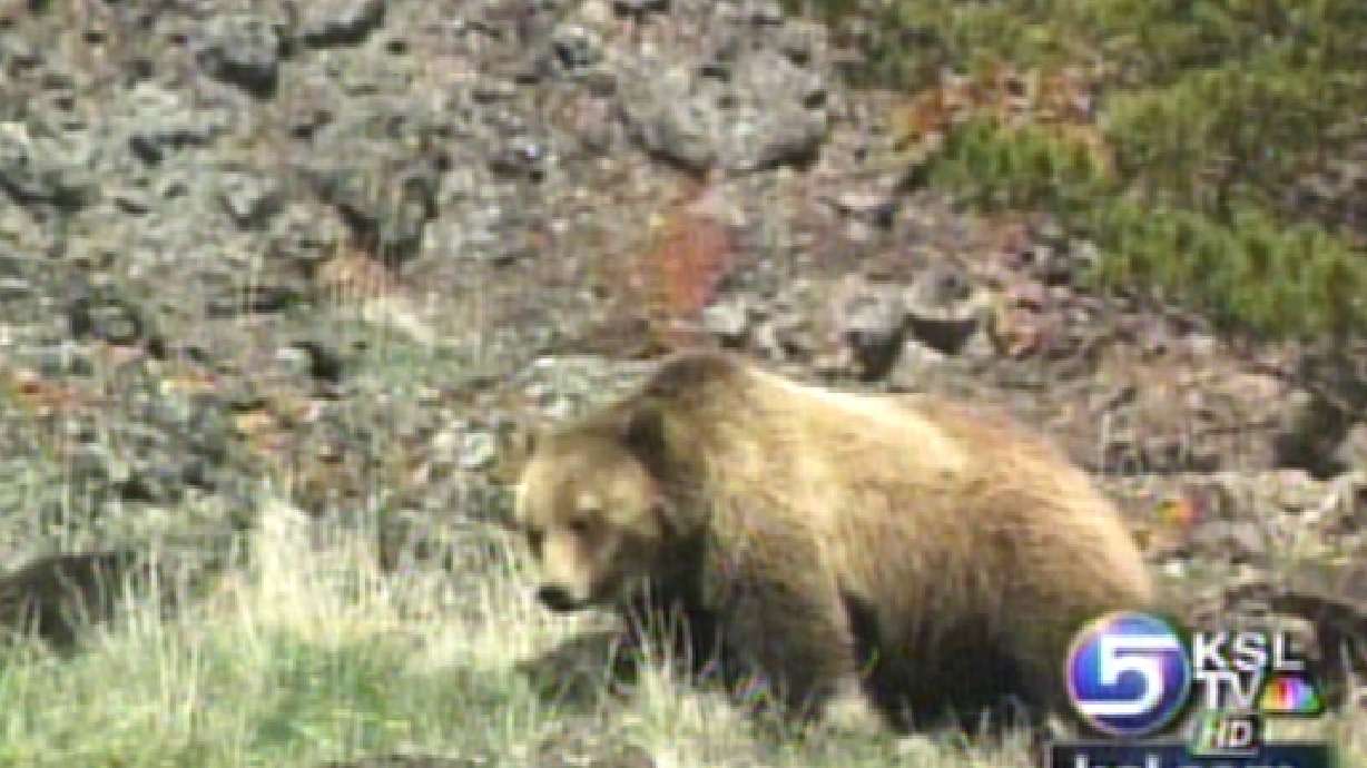 Utah Nurse Recently Found Herself On Scene of Grizzly Attack