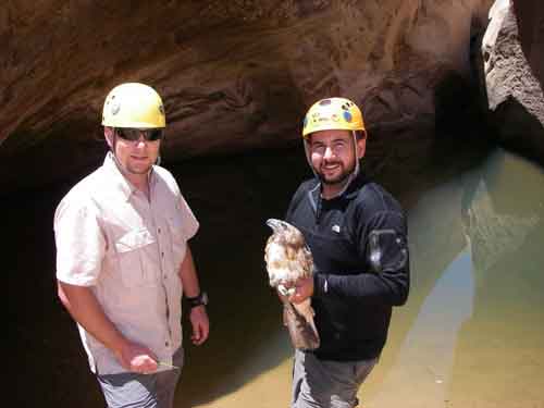 Two Men Rescue a Hawk in Southern Utah 