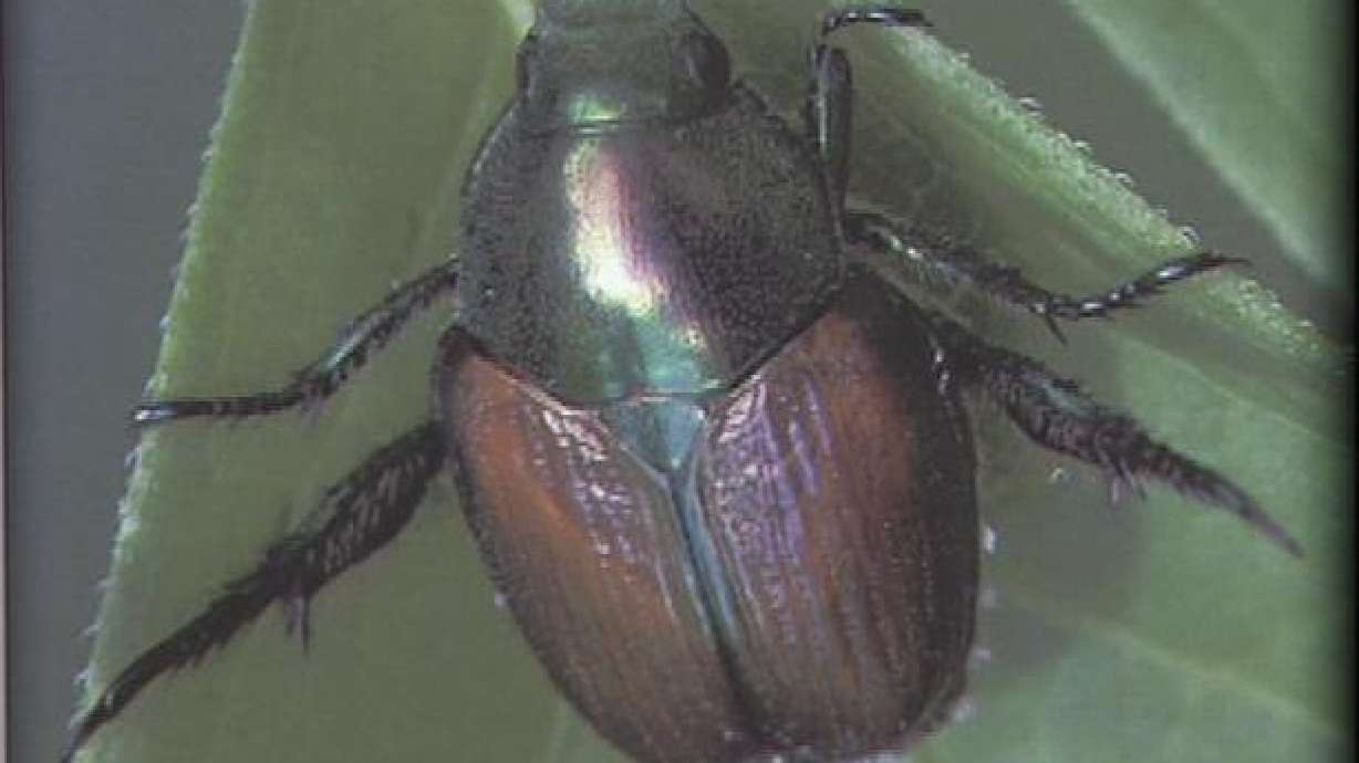 Nonnative beetle nearly eradicated from Orem