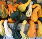 Squashes Are Easy To Grow And Store 